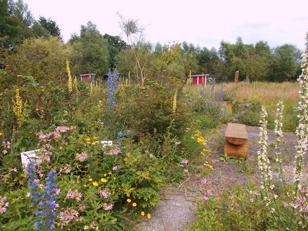 Der Natur-Schaugarten mit Wildblumen und einer Holzbank. Im Hintergrund der GNU-Pavillon.